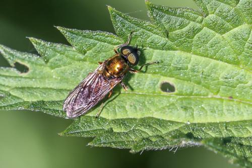 Chloromyia formosa